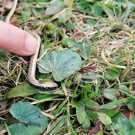 Beautiful House In Idyllic Location * Rogatec