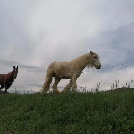 Beautiful House In Idyllic Location Daire Rogatec