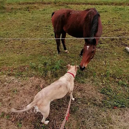 Beautiful House In Idyllic Location * Rogatec